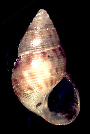 Crisilla semistriata?